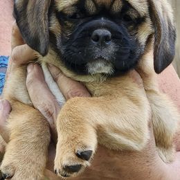 Pugs from Pugs