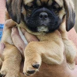 Pugs from Pugs
