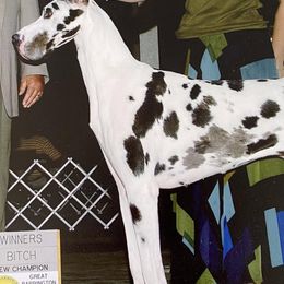 Bulldogs and Great Danes from Wil-Tor Bulldogs and Great Danes