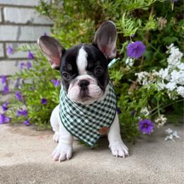 Gibby - Tricolors male French Bulldog puppy in Sterling Heights, Michigan from Freshwater Frenchies