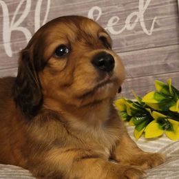 Dachshund Puppies from Spinks Puppies