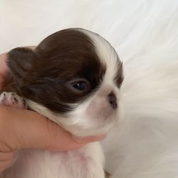 Jenny - Liver and white female Shih Tzu puppy in Kempner, Texas from Shih Tzu Reign