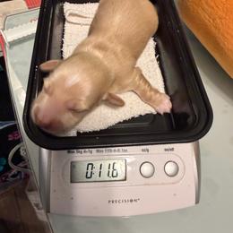 Moonshine - Cream male Dachshund puppy in Irving, Texas from DFW Dachshunds by G & S