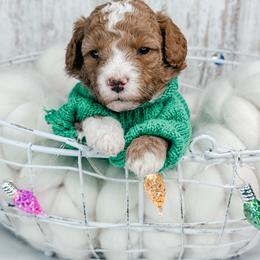 Rudolph - Red  male Goldendoodle puppy in Otisville, Michigan from Danie’s Darling Doodles LLC