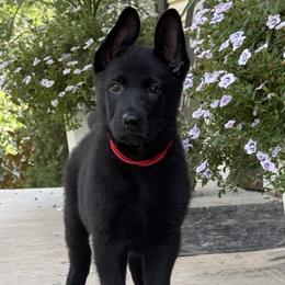 Pike Red Male - Black male German Shepherd puppy in Buffalo, West Virginia from Z Tykev Vino LLC