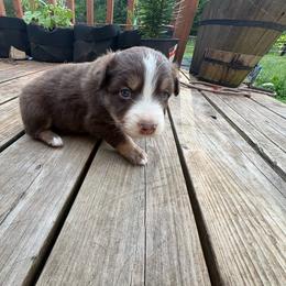 Luke - Red tri-color male Australian Shepherd puppy in Yelm, Washington from Country Rose Australian Shepherds