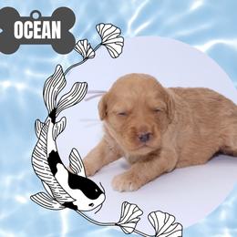 Ocean - White female Bernedoodle puppy in Westminster, South Carolina from Goldendoodlepuppiessc