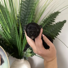 Henry - Black and tan male Yorkshire Terrier puppy in Daleville, Indiana from Monarch Yorkshire Terriers