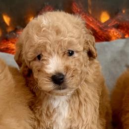 Peter - Apricot male Goldendoodle puppy in Pensacola, Florida from Goldendoodles Love You in Pensacola Friend Edition