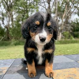 Millie - Tri-color female Bernedoodle puppy in Sioux Falls, South Dakota from WhiskeyCreek Doodles