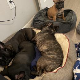 French Bulldog Puppies from Peaceful Prayers French Bulldogs