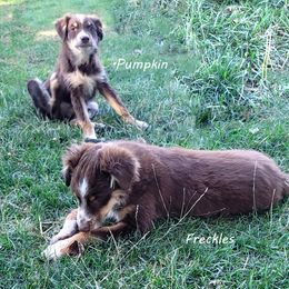 Miniature Australian Shepherd Puppies from PJ's Aussie Posse