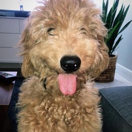 Goldendoodle Puppies from Izzy's Doodles