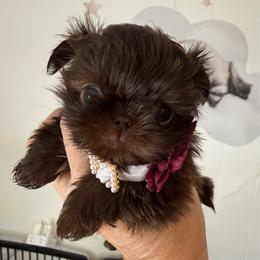 Warrior - Chocolate and tan male Shih Tzu puppy in Glens Falls, New York from Shih Tzus N Giggles