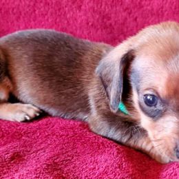 Dachshunds from Don & Deb's Miniature Dachshunds