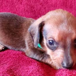 Dachshunds from Don & Deb's Miniature Dachshunds