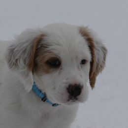 Beastie - Orange belton male English Setter puppy in Tiskilwa, Illinois from First Harmony Farms
