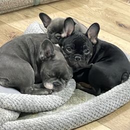 French Bulldog Puppies from Boise French Bulldogs