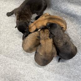 N-Female 3 - Black brindle female Dutch Shepherd puppy in Alum Creek, West Virginia from Stay Wild K9