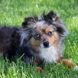 Mya - Toy Australian Shepherd