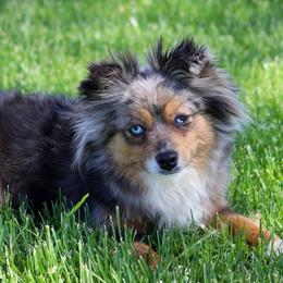 Mya - Toy Australian Shepherd