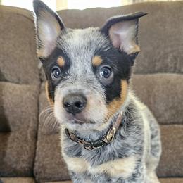 AKC Champion Bloodline Australian Cattle Dog - Brown Collar Boy - Blue male Australian Cattle Dog puppy in Cassatt, South Carolina from B & E Farms