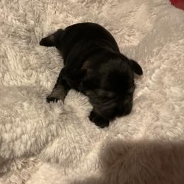 Boy3 - Salt and pepper male Miniature Schnauzer puppy in Osseo, Michigan from Kathy's Mini Schnazuers