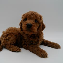 Cavalier King Charles Spaniel, Goldendoodle, and Golden Retriever Puppies from Outback Puppies