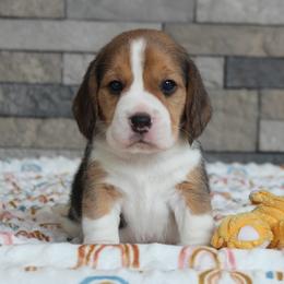 Saylor - Black tan and white female Beagle puppy in Morrill, Kansas from Kelle Beagles