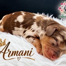 Armani - Merle male Cavapoo puppy in Cameron, South Carolina from Sassy Sailor & Company