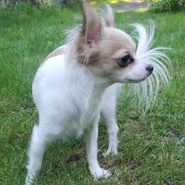 Chihuahuas from Viktoriya Mechenko