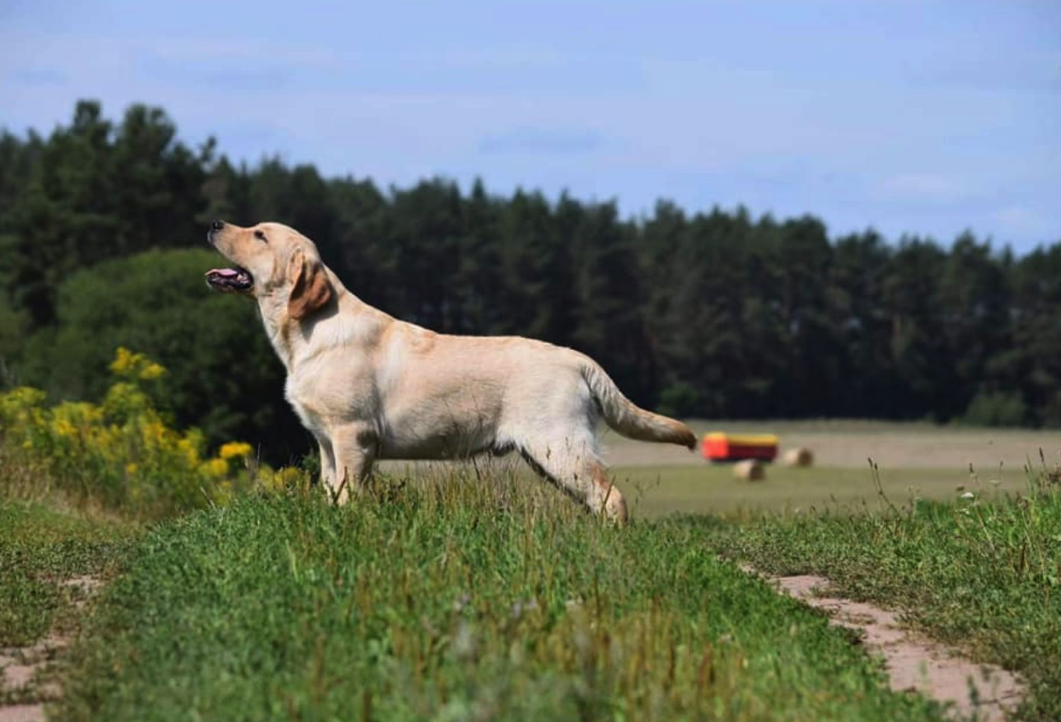 Rosslyn Labradors (Rose-Line) in California | Labrador Retriever ...