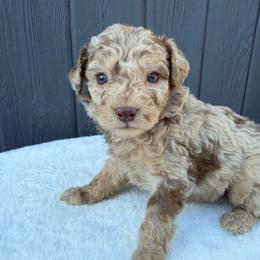 Small chocolate merle - Merle male Goldendoodle puppy in Rush, New York from Care Bear Puppies
