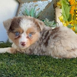 Sundown - Red merle female Toy Australian Shepherd puppy in Granbury, Texas from Best Little Aussies