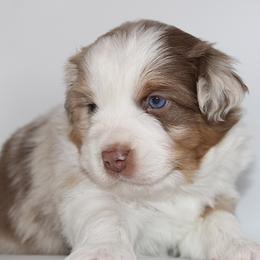 Comet - Red merle male Miniature Australian Shepherd puppy in Brooker, Florida from Triple Branch Aussies