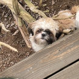 Miniature Schnauzer and Shih Tzu All Grown Up from Beards of Glory