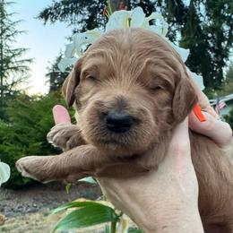 Jack Skeleton - de Orange collar - Apricot male Goldendoodle puppy in Puyallup, Washington from Dawnie’s Doodles