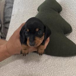 Zoey - Black and tan female Dachshund puppy in Tomball, Texas from Gutierrez House of Doxies