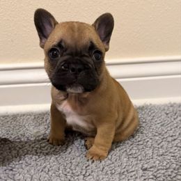 Micah - Fawn and white male French Bulldog puppy in Madison, Wisconsin from MadCity Frenchies
