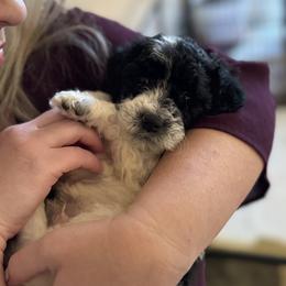 Gucci - Parti male Goldendoodle puppy in El Cajon, California from Pacific Coast Goldendoodles