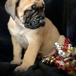 Mastiff Puppies from Eagle Pond Mastiffs