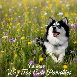 Laverne - Black and white female Pomsky puppy in Orlando, Florida from Way too cute Pomskies