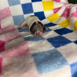 Melissa - Piebald female Dachshund puppy in Lake City, Florida from My Ditzy Doxies of Florida