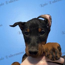 Gray - Black and rust female Doberman Pinscher puppy in Louisville, Kentucky from Ruiz Dobermans