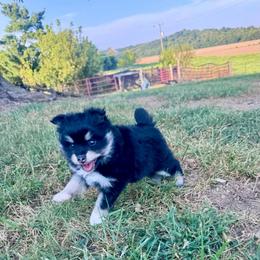 June Carter - Tri-color female Pomsky puppy in Sturgis, Kentucky from Furever Pomskies