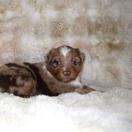 Crush - Red merle female Australian Shepherd puppy in Wichita Falls, Texas from Spotted Mule Aussies