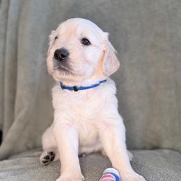 Boy 4 - Cobalt Blue - Light golden male Golden Retriever puppy in Mc Minnville, Tennessee from Wishaw Whisky Golden Retrievers