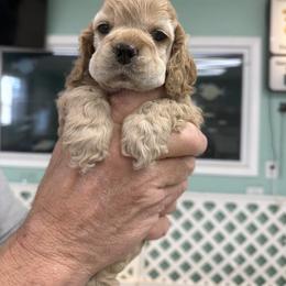 TBF - Buff male Cocker Spaniel puppy in Breckenridge, Michigan from Keto Kennels