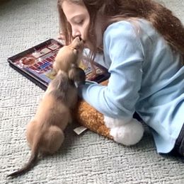 Dachshund Puppies from Northwest Dachshunds