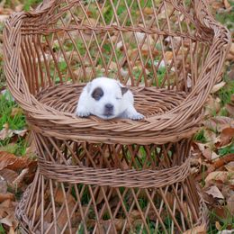 Dantzer - Red mottled female Australian Cattle Dog puppy in Buffalo Valley, Tennessee from Buffalo Valley Breeders